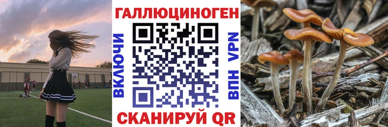 Галлюциногенные грибы Psilocybe  shop как зайти  Новокузнецк 